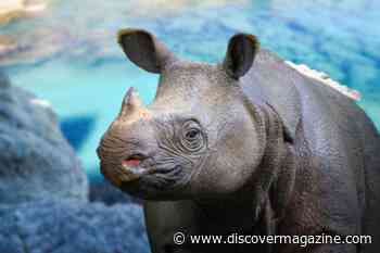 Javan Rhinos: The Race to Save One of Earth's Rarest Large Mammals