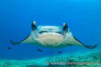 Just How Big Is a Manta Ray, and Are They Dangerous?