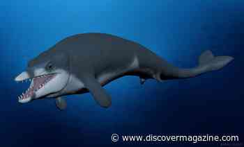 How an Ancient Fossil Found in Egypt May Explain Whale Evolution