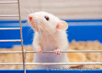 Do Rats Laugh? Researchers Tickled Rats to Reveal the Brain's 'Play Zone'