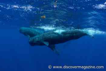 Ocean Gardeners: Why Whale Poop Matters Now More Than Ever