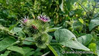 Piante medicinali, tutto quello che c'è da sapere