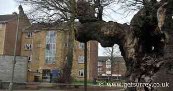 Three weeks of road closures on busy route in Addlestone to save historic oak nominated as tree of the year