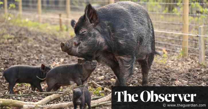 Put ‘pest’ animal species on the pill, don’t cull them, says scientist