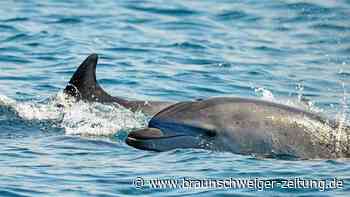 "Delfin-Engel": Wie Freiwillige bedrohte Meeressäuger retten