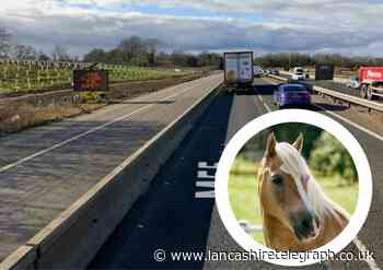 Another animal on the loose as horse spotted roaming M55
