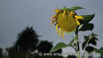 Sonne im Nordwesten und Dauerregen im Südosten