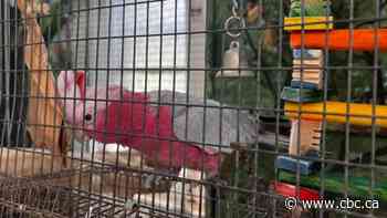 96-year-old Hamilton aviary looking for a new home for its 24 birds
