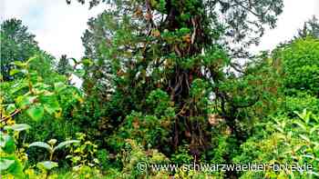 Champion in Neuweiler: Höher, dicker, älter: Diese Baumrekorde lassen staunen