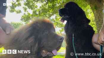 Newfoundland water rescue dogs looking for training lake