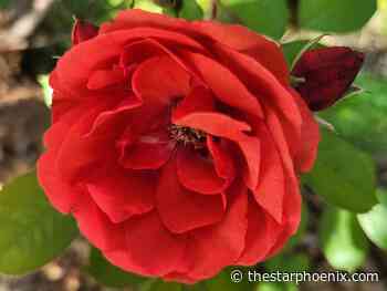 Roses in my Saskatchewan garden: Tried, true and totally hardy