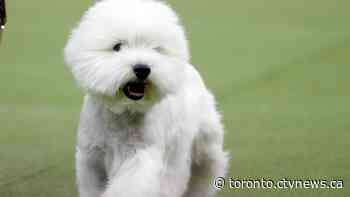 Is your pet on the list? The most popular dog and cat breeds in Toronto in 2023