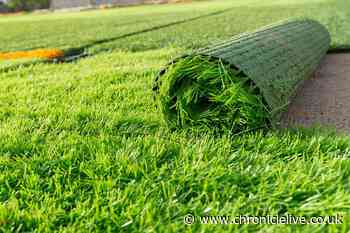 Vet issues urgent warning to dog owners who have artificial grass