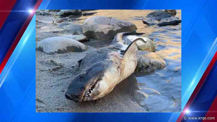 Shark found on bank of landlocked Idaho river; official offers possible explanation