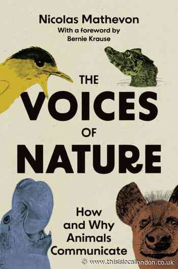 Wild Things: What does all this noise mean?