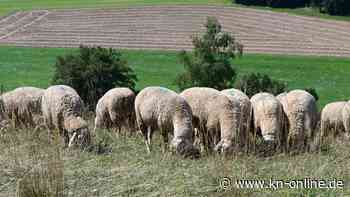 Dutzende tote Schafe nach mutmaßlichem Wolfsangriff im Kreis Stade