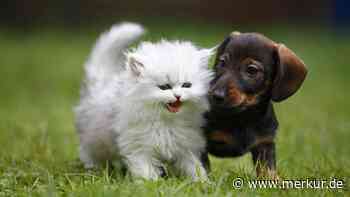 Kennzeichnung für Welpen und Kitten: Das plant die EU, um Tierquälerei zu verhindern