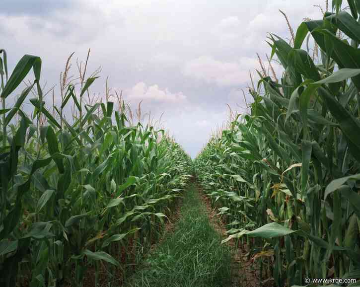 'Corn sweat' and why it's heaping on the humidity