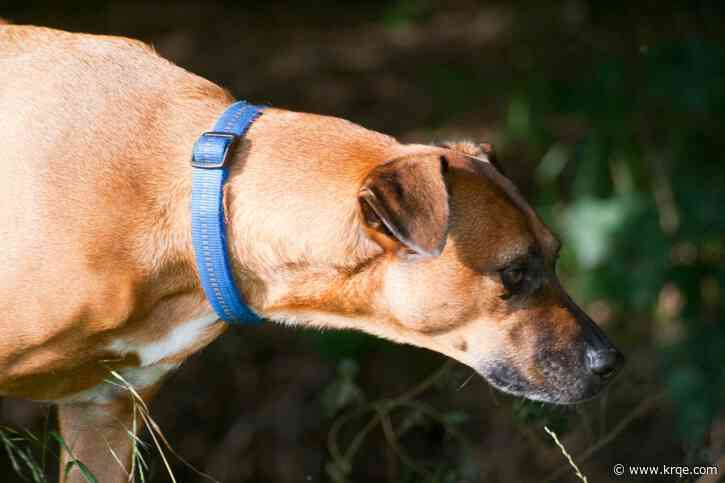 Is your dog at risk for T. cruzi infection, which can lead to heart problems and sudden death?