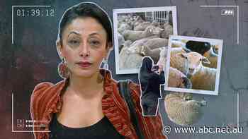 Shatha goes undercover to document animal cruelty in Australia's live export trade. This is what she's found