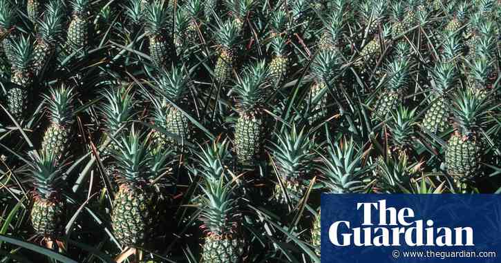How 19th-century pineapple plantations turned Maui into a tinderbox