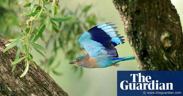 India birds report identifies 178 species as being of high conservation concern