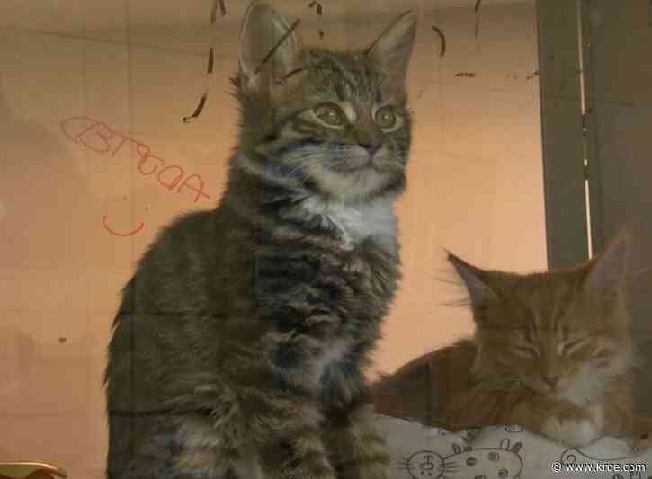 Animal Welfare Dept. tries to tackle overpopulation with adoption event