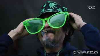 Dümmer durch Kiffen: Cannabis entspannt – doch langfristig schädigt es das Gehirn