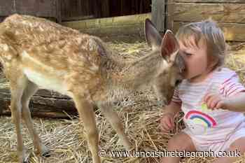 Rescue deer becomes best friends with toddler: Watch the video