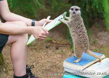 London Zoo annual weigh-in helps endangered species