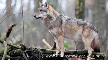 Hilfe, ein Wolf! So sollten Sie sich verhalten