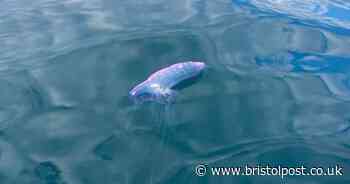 Warning as deadly creature spotted in West Country sea