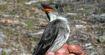 How to Track a Songbird from Alaska to Peru