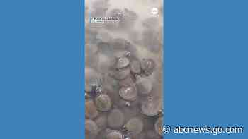 WATCH:  Over 1,000 baby river turtles released into the wild