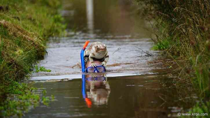 Bog snorkeling championships: Competitors race through slime in British contest