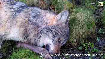 Wolfstötungen in Niedersachsen: Erst ein Urteil in 20 Jahren