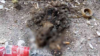 IV municipio, è emergenza topi anche in periferia