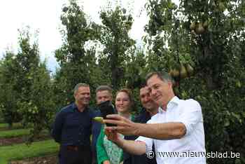 Premier De Croo komt eerste peren plukken in Sint-Truiden