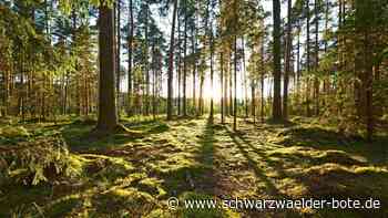 Startschuss für Waldumbau : Förderprogramm in Bad Teinach-Zavelstein