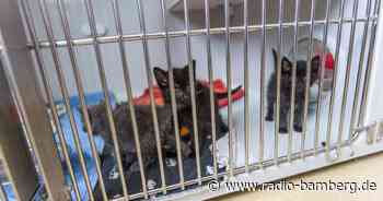 SOS: Tierheime überfüllt!