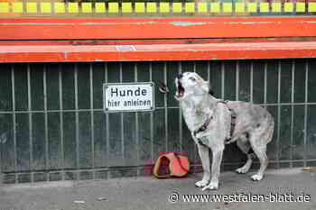 Streit über Hund im Supermarkt endet für Bünder beinahe im Knast