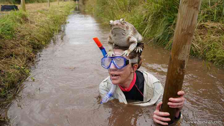 Britain’s quirky World Bog Snorkeling Championships kicks off with flippers, snorkeling gear, and a giant toad