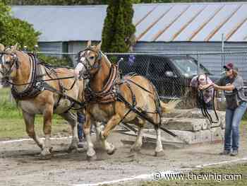 Deseronto woman drives heavy horses in male-dominated sport