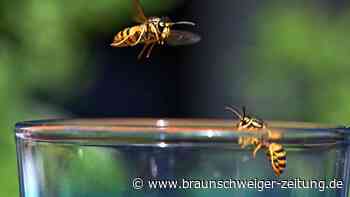 Kaum Wespen im Sommer: Warum die Tiere so wichtig sind