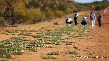 'They can be very angry': Tourists disappointed by average wildflower season in WA's Midwest