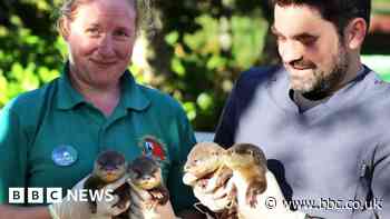Cornwall sanctuary welcomes four otter pups