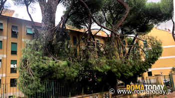 LETTORI - Ramo spezzato in via Bonaiuti civico 23