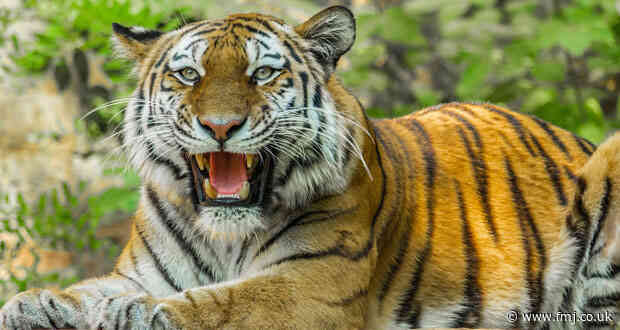 Amadeus stays on at major zoo attraction