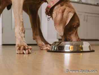 For Dogs, Gastro & Respiratory Ills Often Connected, Study Suggests