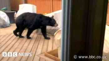 Bears encroach on evacuated Canadian town of Yellowknife